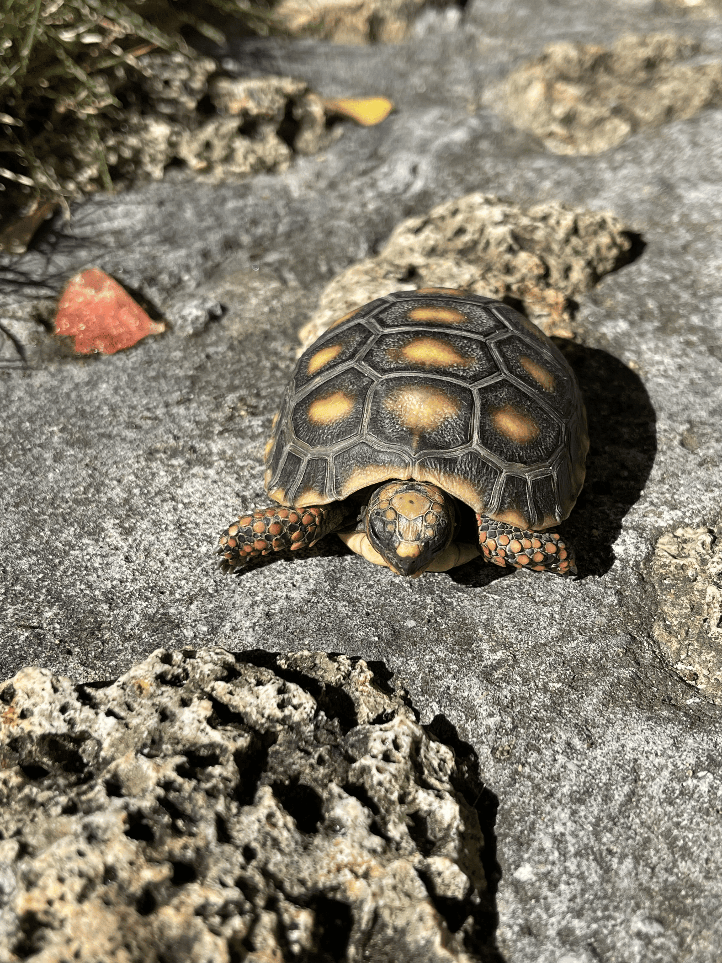 tortoises in St. Barth